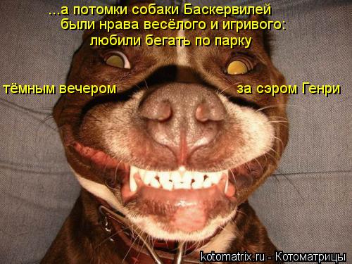тёмным вечером за сэром Генри были нрава весёлого и игривого: ...а потомки собаки Баскервилей любили... Котоматрица: тёмным вечером за сэром Генри были нрава весёлого и игривого: ...а потомки собаки Баскервилей любили бегать по парку