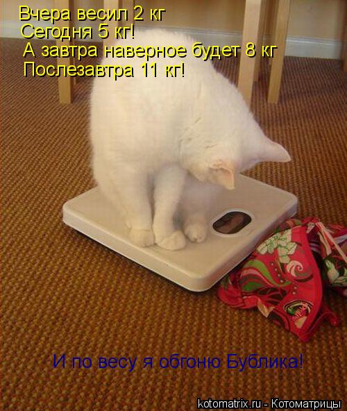 Вчера весил 2 кг Сегодня 5 кг! А завтра наверное будет 8 кг Послезавтра 11 кг! И по весу я обгоню Буб... Котоматрица: Вчера весил 2 кг Сегодня 5 кг! А завтра наверное будет 8 кг Послезавтра 11 кг! И по весу я обгоню Бублика!