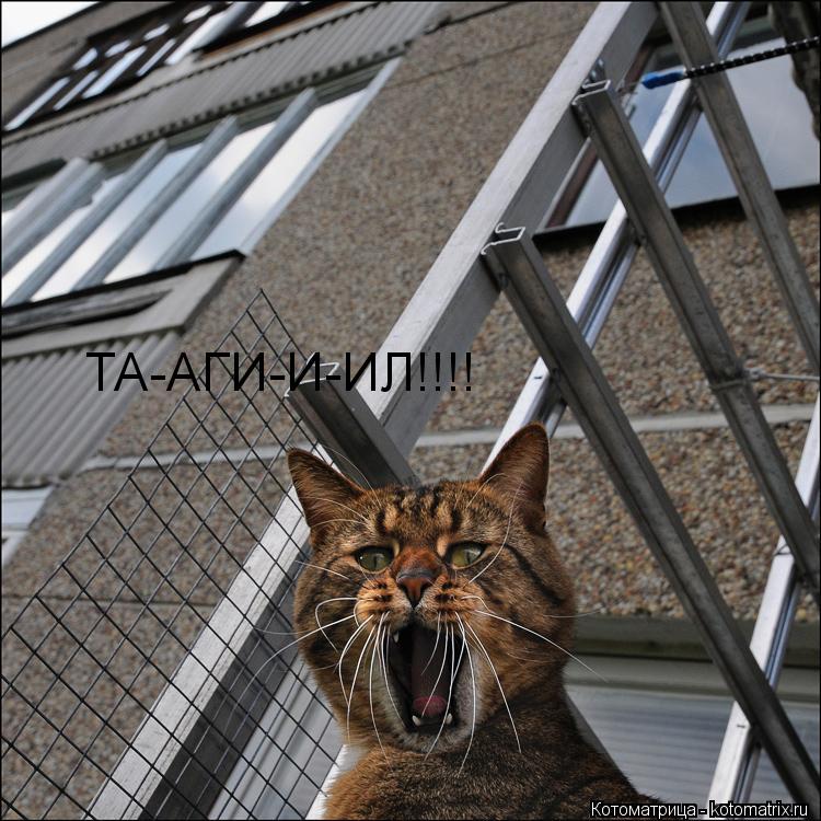 ТА-АГИ-И-ИЛ!!!!... Котоматрица: ТА-АГИ-И-ИЛ!!!!