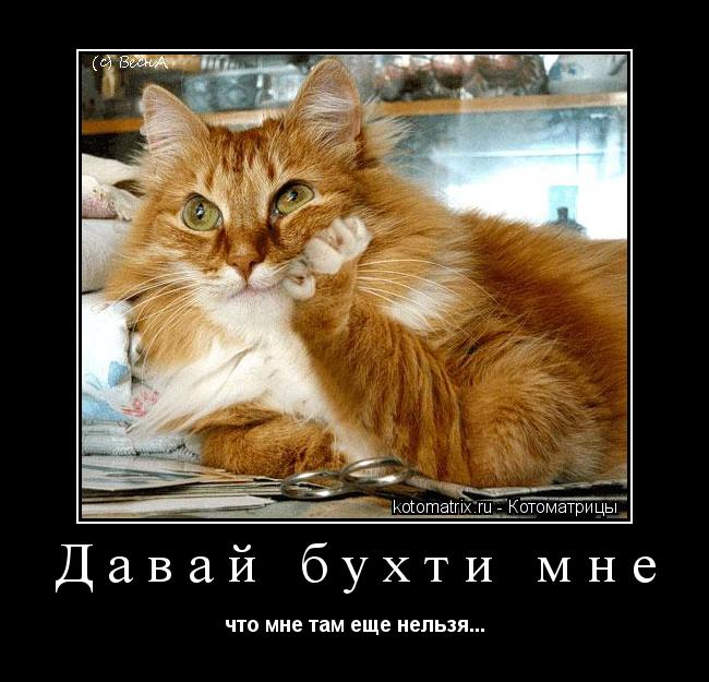 Давай бухти мне что мне там еще нельзя...... Котоматрица: Давай бухти мне что мне там еще нельзя...