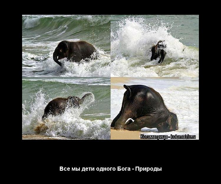Котоматрица: Душа мира есть в каждом Все мы дети одного Бога - Природы
