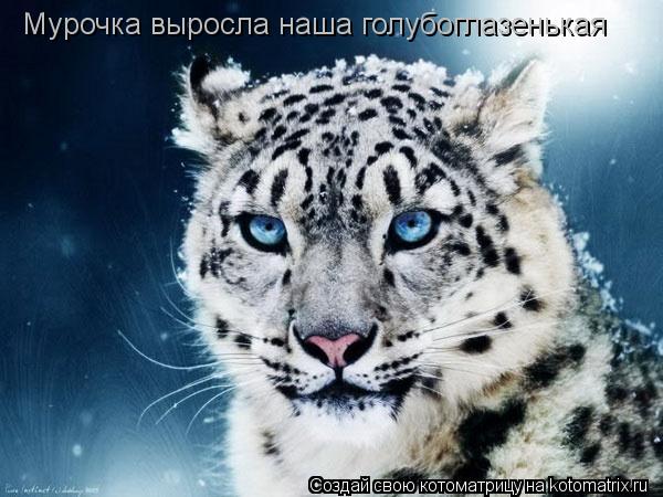 Мурочка выросла наша голубоглазенькая... Котоматрица: Мурочка выросла наша голубоглазенькая