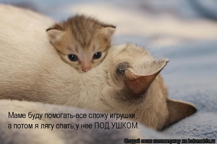 Котоматрица: Маме буду помогать-все сложу игрушки, а потом я лягу спать,у нее ПОД УШКОМ.