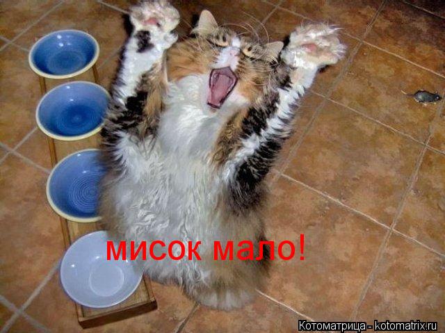 Котоматрица: мисок мало!