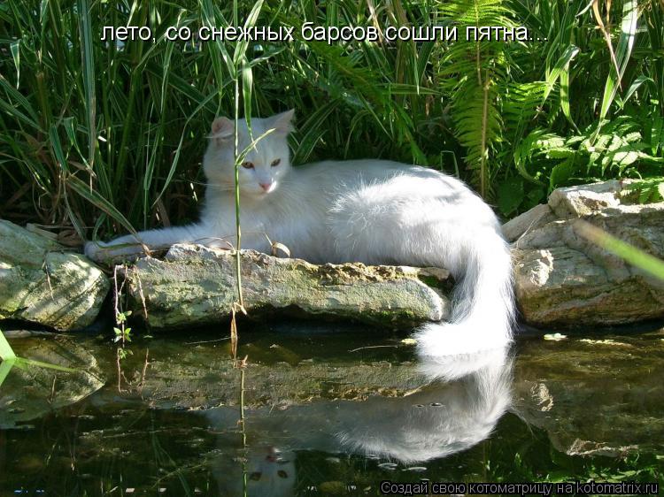 лето, со снежных барсов сошли пятна...... Котоматрица: лето, со снежных барсов сошли пятна...
