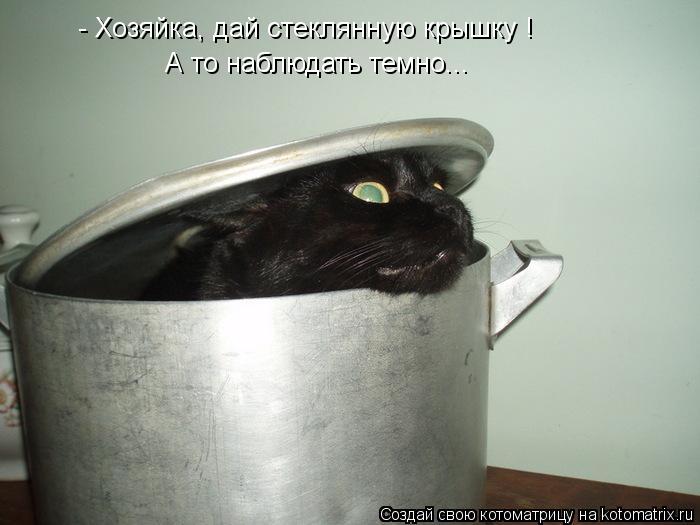 - Хозяйка, дай стеклянную крышку ! А то наблюдать темно...... Котоматрица: - Хозяйка, дай стеклянную крышку ! А то наблюдать темно...