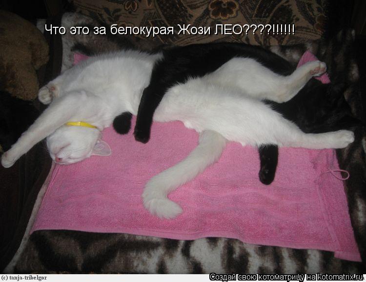 Котоматрица: Что это за белокурая Жози ЛЕО????!!!!!!