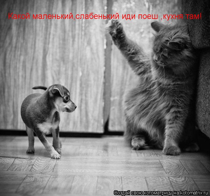 Котоматрица: Какой маленький,слабенький иди поеш ,кухня там!