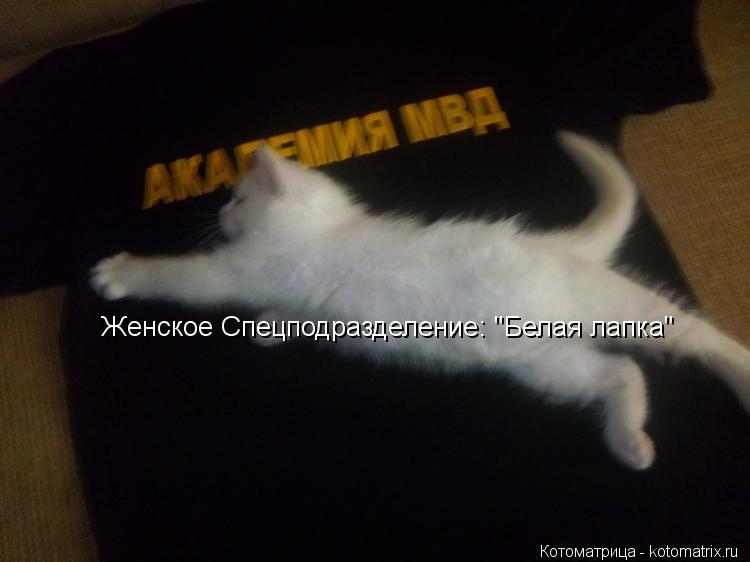 Котоматрица: Женское Спецподразделение: "Белая лапка"
