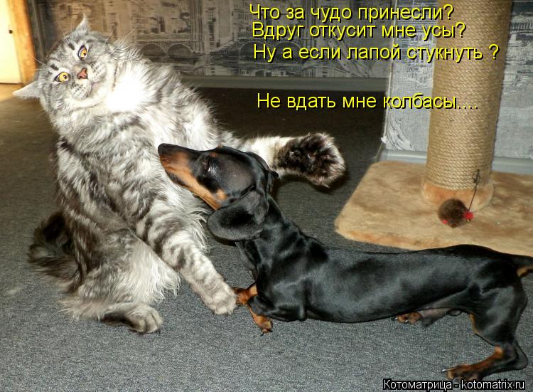 Что за чудо принесли? Вдруг откусит мне усы? Ну а если лапой стукнуть ? Не вдать мне колбасы....... Котоматрица: Что за чудо принесли? Вдруг откусит мне усы? Ну а если лапой стукнуть ? Не вдать мне колбасы....