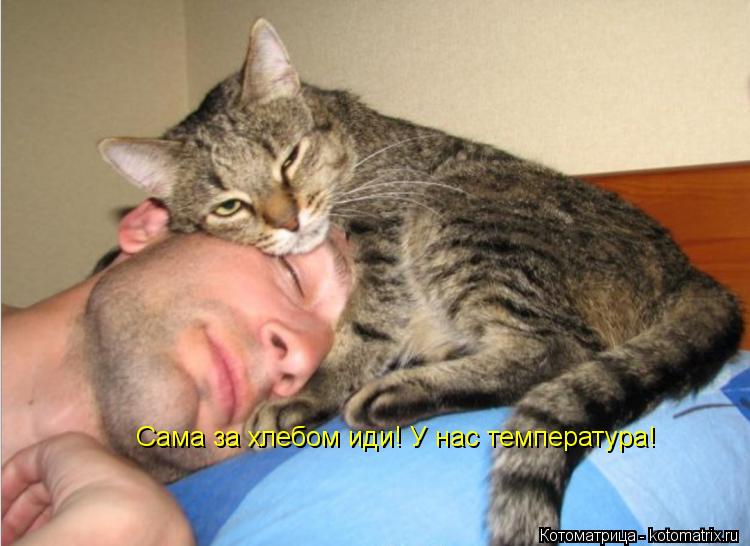 Сама за хлебом иди! У нас температура!... Котоматрица: Сама за хлебом иди! У нас температура!