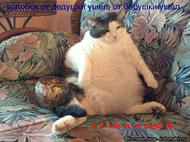 колобок от дедушки ушел, от бабушки ушёл а от меня не уйдёшь... Котоматрица: колобок от дедушки ушел, от бабушки ушёл а от меня не уйдёшь