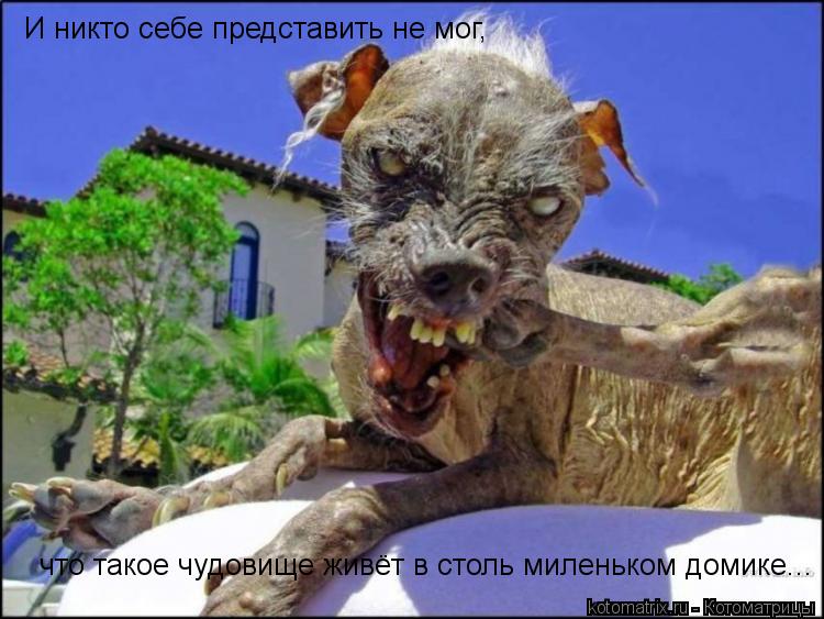 И никто себе представить не мог, что такое чудовище живёт в столь миленьком домике...... Котоматрица: И никто себе представить не мог, что такое чудовище живёт в столь миленьком домике...