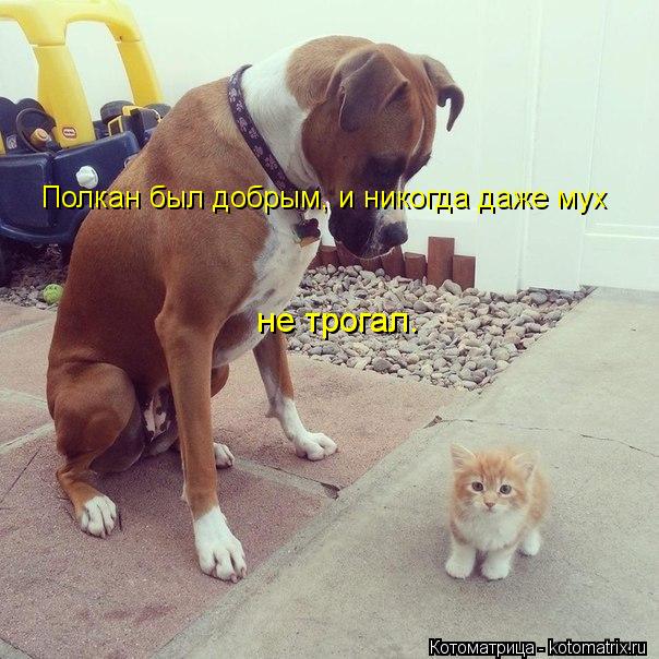 Полкан был добрым, и никогда даже мух не трогал.... Котоматрица: Полкан был добрым, и никогда даже мух не трогал.