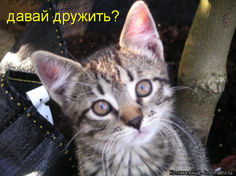 Котоматрица: давай дружить?