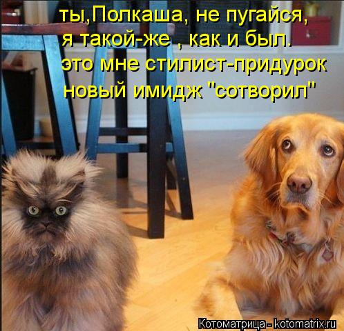 ты,Полкаша, не пугайся, я такой-же , как и был. это мне стилист-придурок новый имидж "сотворил"... Котоматрица: ты,Полкаша, не пугайся, я такой-же , как и был. это мне стилист-придурок новый имидж "сотворил"