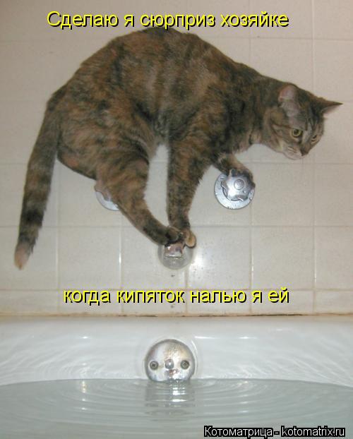 Сделаю я сюрприз хозяйке когда кипяток налью я ей... Котоматрица: Сделаю я сюрприз хозяйке когда кипяток налью я ей