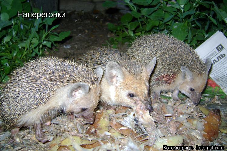 Наперегонки... Котоматрица: Наперегонки