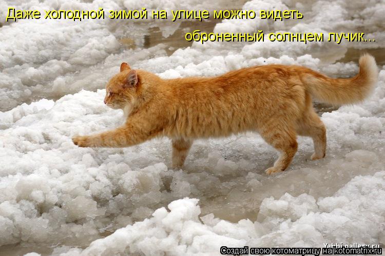 Даже холодной зимой на улице можно видеть оброненный солнцем лучик...... Котоматрица: Даже холодной зимой на улице можно видеть оброненный солнцем лучик...