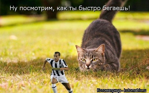 Ну посмотрим, как ты быстро бегаешь!... Котоматрица: Ну посмотрим, как ты быстро бегаешь!
