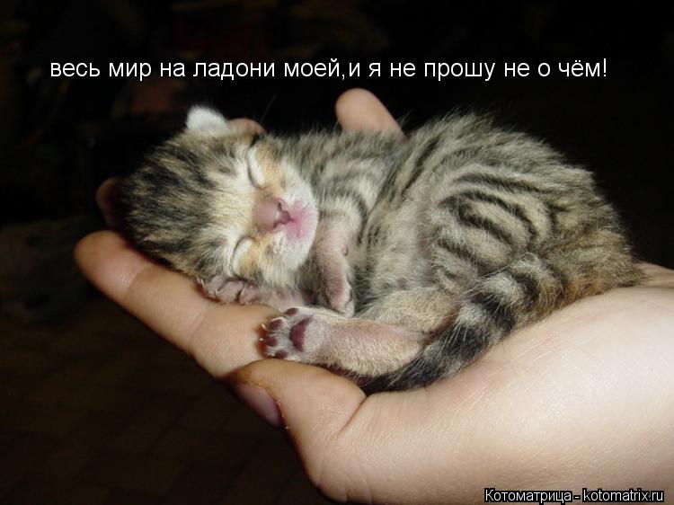 Котоматрица: весь мир на ладони моей,и я не прошу не о чём!