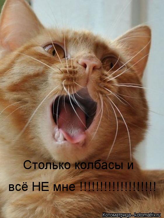 Столько колбасы и всё НЕ мне !!!!!!!!!!!!!!!!!!!... Котоматрица: Столько колбасы и всё НЕ мне !!!!!!!!!!!!!!!!!!!