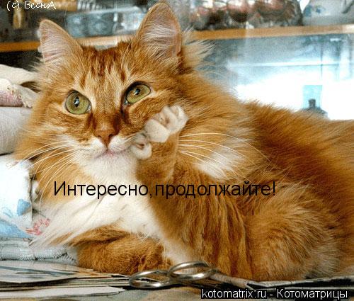 Котоматрица: Интересно,продолжайте!