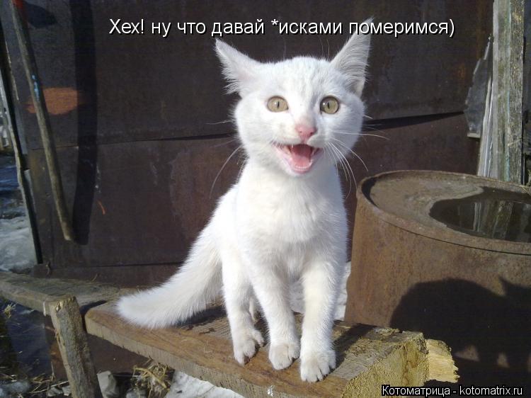 Хех! ну что давай *исками померимся)... Котоматрица: Хех! ну что давай *исками померимся)