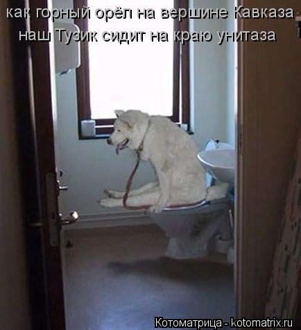Котоматрица: как горный орёл на вершине Кавказа наш Тузик сидит на краю унитаза