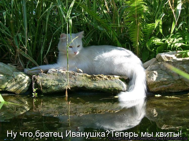 Ну что,братец Иванушка?Теперь мы квиты!... Котоматрица: Ну что,братец Иванушка?Теперь мы квиты!