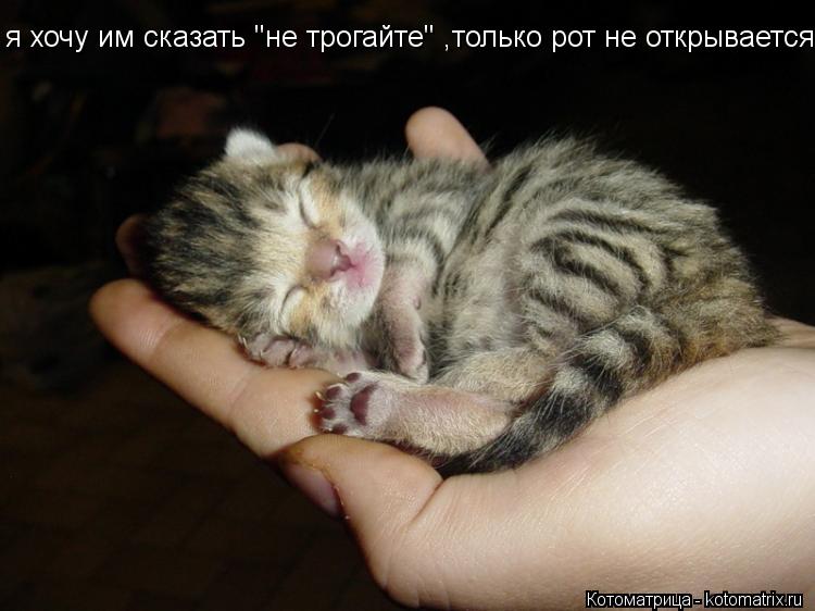 я хочу им сказать "не трогайте" ,только рот не открывается... Котоматрица: я хочу им сказать "не трогайте" ,только рот не открывается