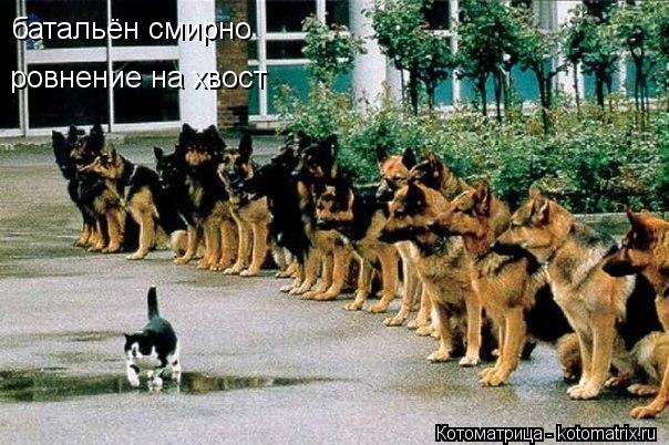 батальён смирно ровнение на хвост... Котоматрица: батальён смирно ровнение на хвост