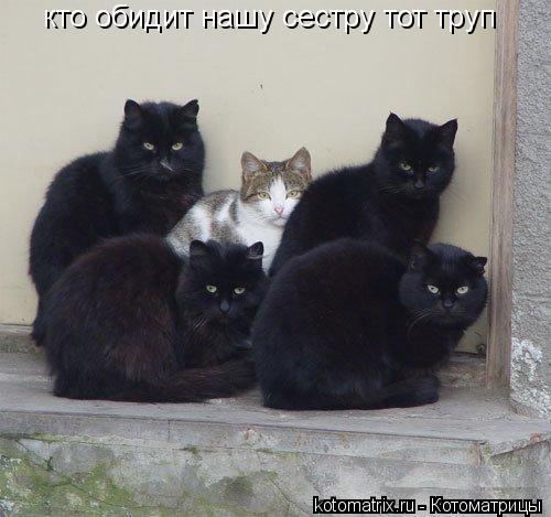 кто обидит нашу сестру тот труп... Котоматрица: кто обидит нашу сестру тот труп