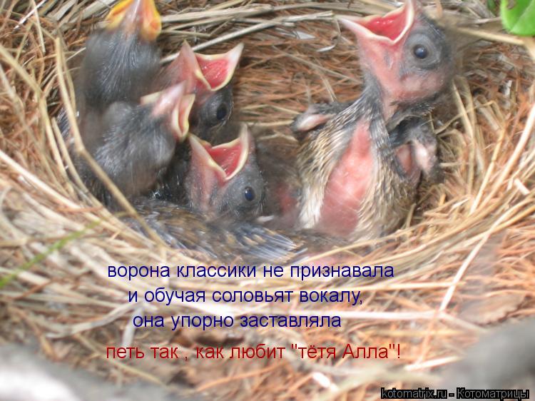 ворона классики не признавала и обучая соловьят вокалу, она упорно заставляла петь так , как любит "т... Котоматрица: ворона классики не признавала и обучая соловьят вокалу, она упорно заставляла петь так , как любит "тётя Алла"!