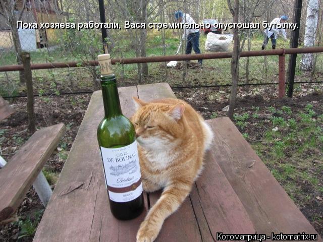 Пока хозяева работали, Вася стремительно опустошал бутылку.... Котоматрица: Пока хозяева работали, Вася стремительно опустошал бутылку.