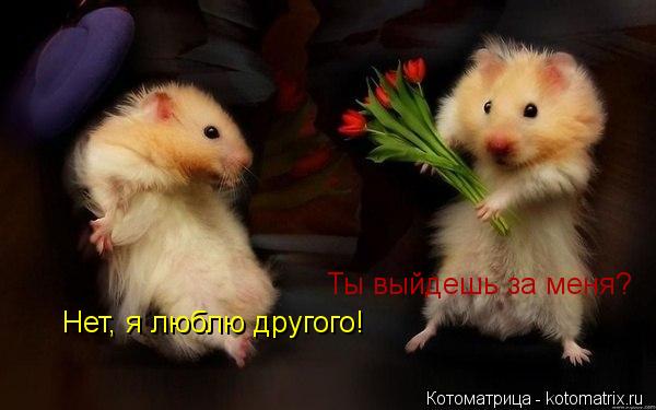 Нет, я люблю другого! Ты выйдешь за меня?... Котоматрица: Нет, я люблю другого! Ты выйдешь за меня?