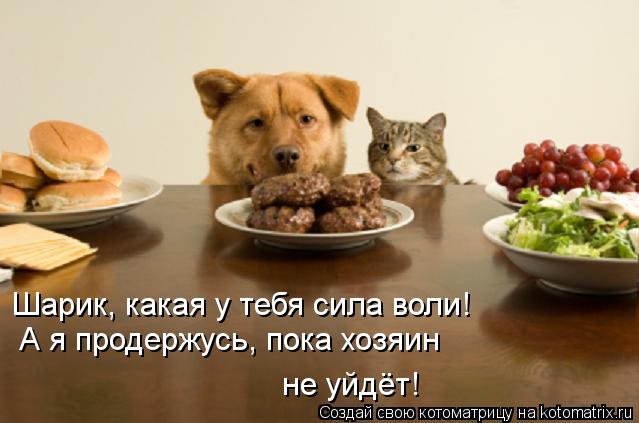 Шарик, какая у тебя сила воли! А я продержусь, пока хозяин не уйдёт!... Котоматрица: Шарик, какая у тебя сила воли! А я продержусь, пока хозяин не уйдёт!