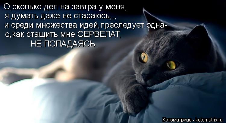 Котоматрица: О,сколько дел на завтра у меня, я думать даже не стараюсь,,, и среди множества идей,преследует одна- о,как стащить мне СЕРВЕЛАТ, НЕ ПОПАДАЯСЬ.