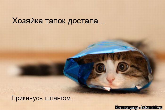 Хозяйка тапок достала... Прикинусь шлангом...... Котоматрица: Хозяйка тапок достала... Прикинусь шлангом...