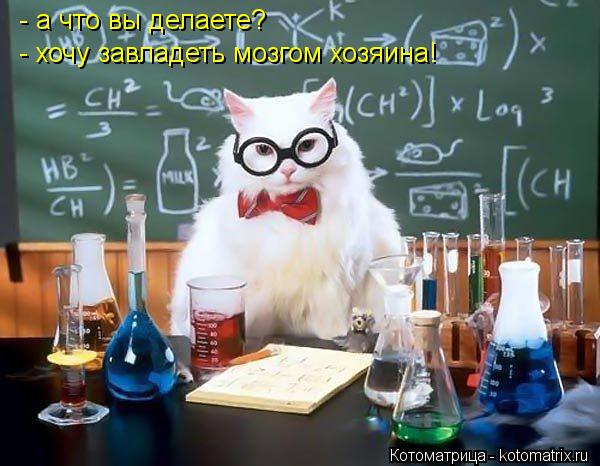 Котоматрица: - а что вы делаете? - хочу завладеть мозгом хозяина!