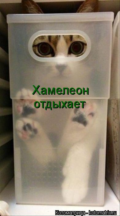 Хамелеон отдыхает... Котоматрица: Хамелеон отдыхает