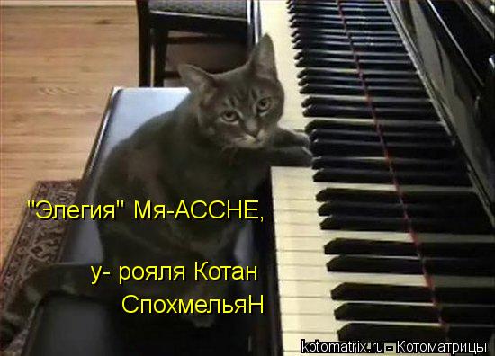 "Элегия" Мя-АССНЕ, у- рояля Котан СпохмельяН... Котоматрица: "Элегия" Мя-АССНЕ, у- рояля Котан СпохмельяН