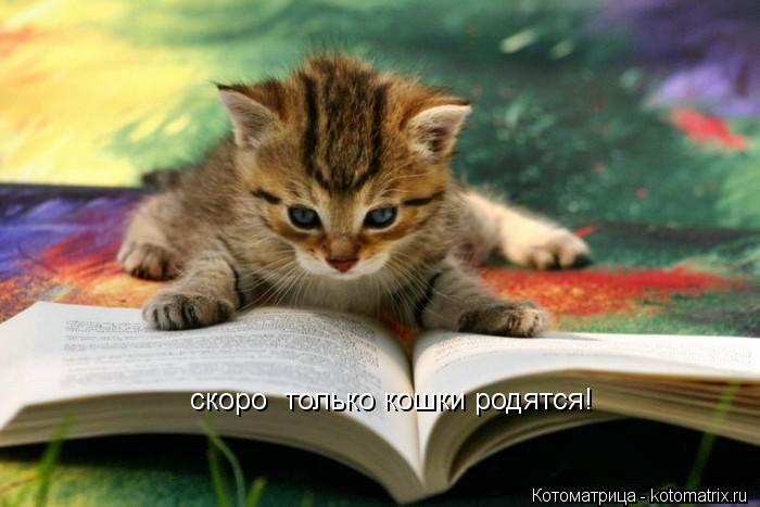 скоро только кошки родятся!... Котоматрица: скоро только кошки родятся!