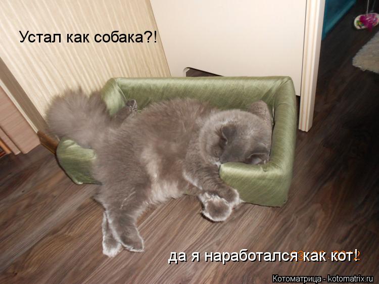 Устал как собака?! да я наработался как кот!... Котоматрица: Устал как собака?! да я наработался как кот!