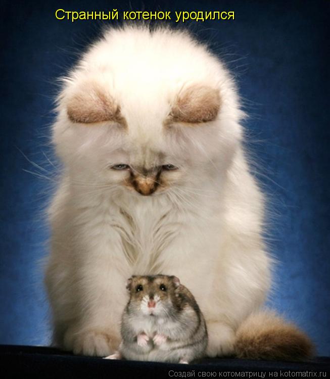 Странный котенок уродился... Котоматрица: Странный котенок уродился