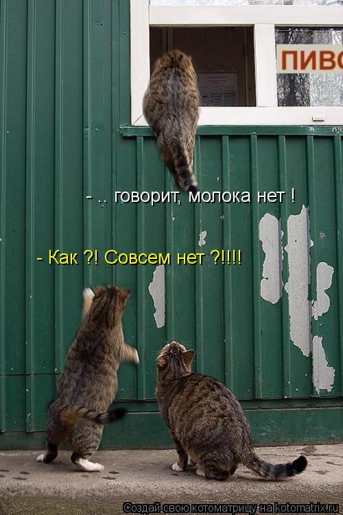 - .. говорит, молока нет ! - Как ?! Совсем нет ?!!!!... Котоматрица: - .. говорит, молока нет ! - Как ?! Совсем нет ?!!!!