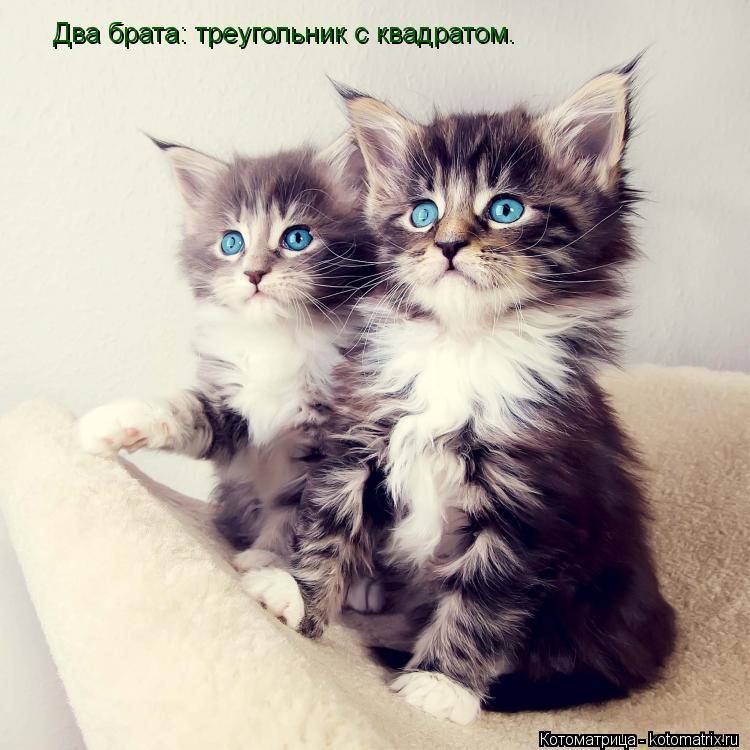 Два брата: треугольник с квадратом.... Котоматрица: Два брата: треугольник с квадратом.