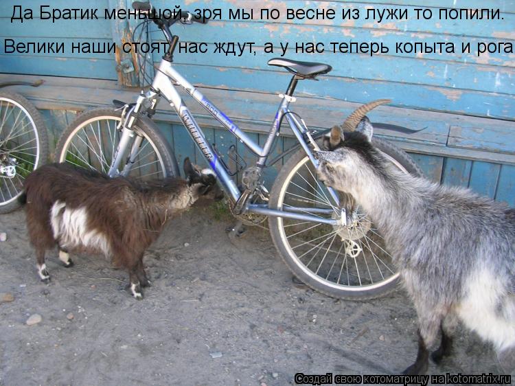 Да Братик меньшой, зря мы по весне из лужи то попили. Велики наши стоят, нас ждут, а у нас теперь коп... Котоматрица: Да Братик меньшой, зря мы по весне из лужи то попили. Велики наши стоят, нас ждут, а у нас теперь копыта и рога