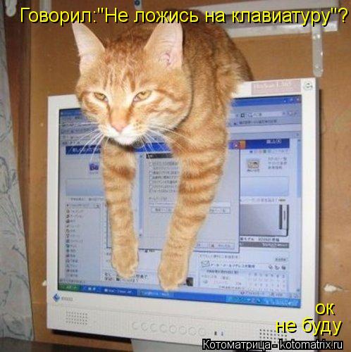 Говорил:"Не ложись на клавиатуру"? ок не буду... Котоматрица: Говорил:"Не ложись на клавиатуру"? ок не буду