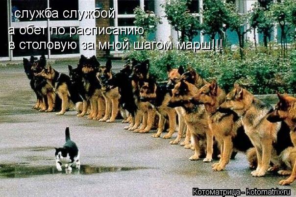Котоматрица: служба службой а обет по расписанию в столовую за мной шагом марш!!!